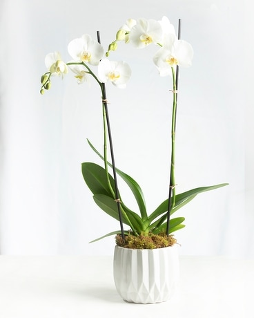 Orchids Delivery Tulsa OK - Toni's Flowers & Gifts