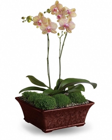 Divine Orchid Flower Arrangement