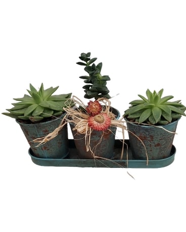 succulent trio Plant
