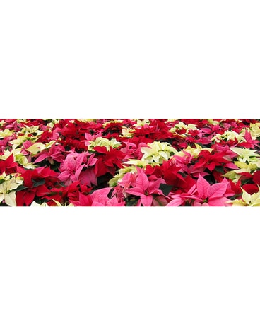 holiday Poinsettia plants Plant
