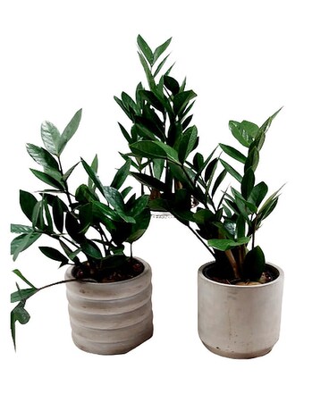 Z Z Plant Plant