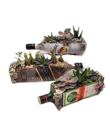 liquor bottle succulent planter Plant