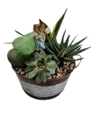 sweet fairy hiding in succulents Plant