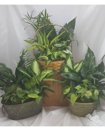 green planters Plant