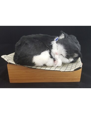 Black & White Kitten Gifts