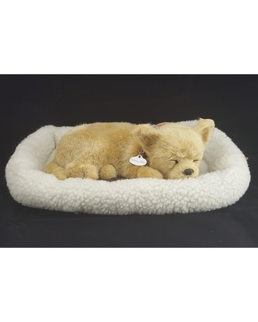 Tan Chihuahua Gifts