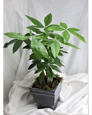 money tree plant Plant