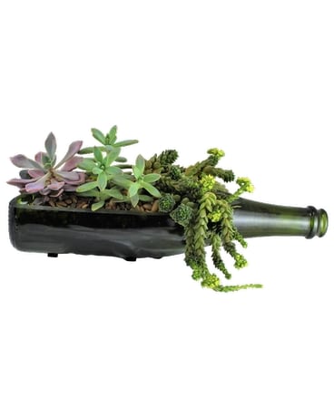 wine bottle succulent planter Plant