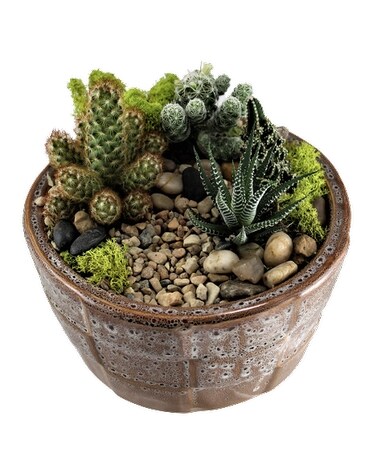 cacti planter in ceramic Plant