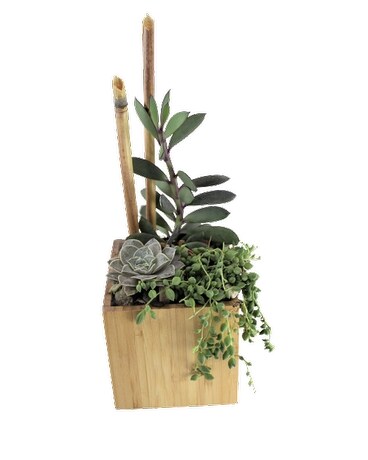 bamboo cube succulent garden Plant