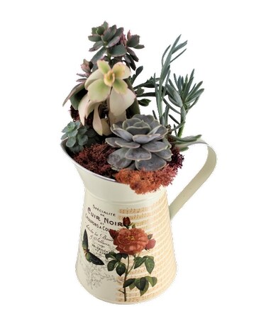 mod mademoiselle pitcher succulent planter Plant