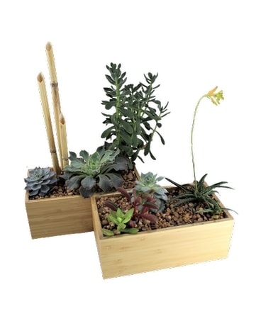 double zen garden Plant