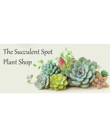 succulents & cacti shop under custom list Plant