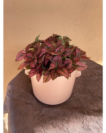 Pretty In Pink Plant