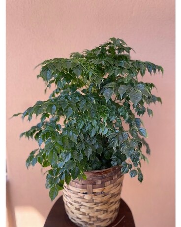 Small China Doll 6 Plant
