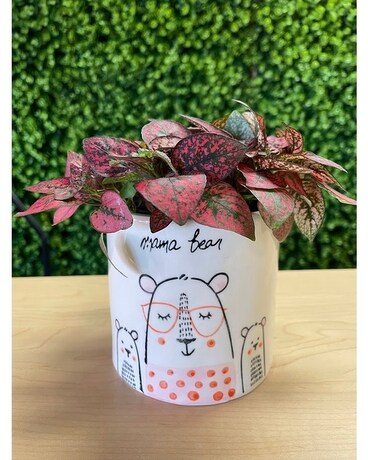 Mama Bear Plant
