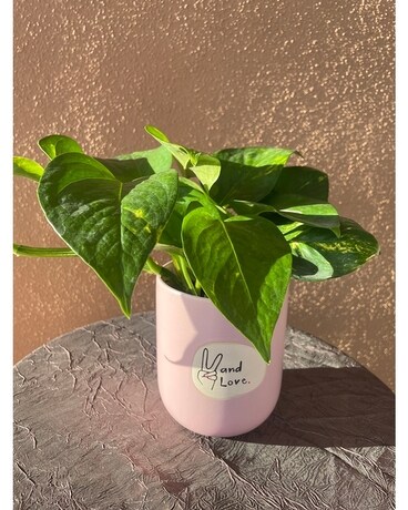 Peace & Love Plant