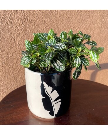 Water Moon Plant