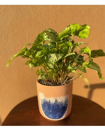 Meadow Bliss Plant