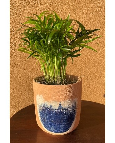Plant Bliss Plant