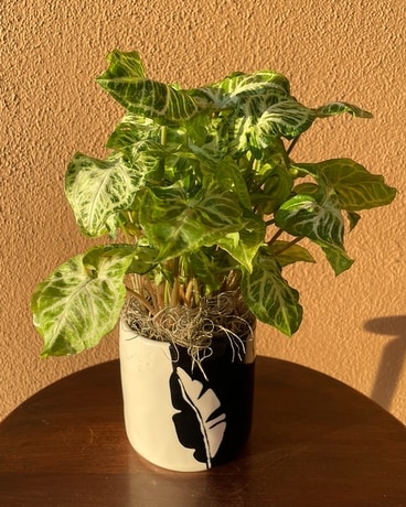 Terra Nova Plant