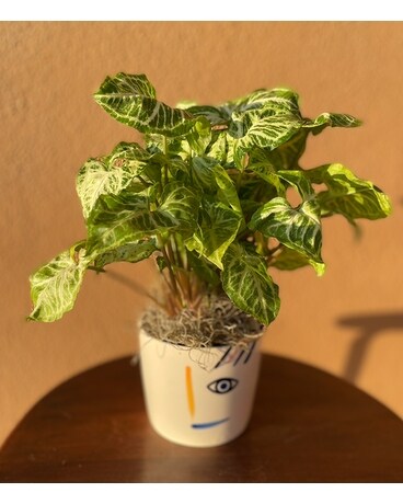 Soilal Plant