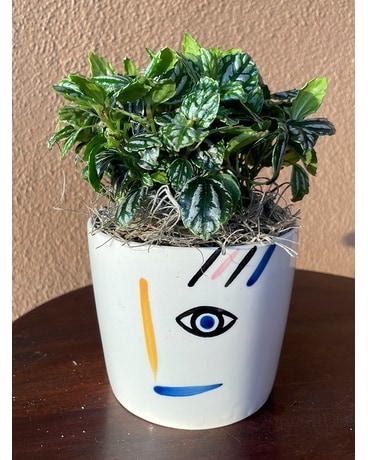Vida Flora Plant