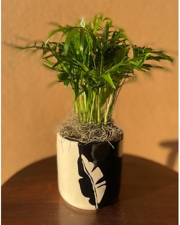 Verdana Plant