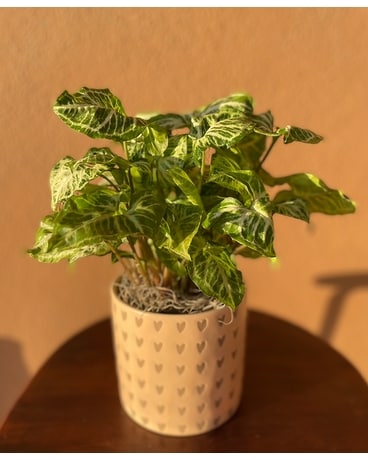 Leaves of Gaia Plant