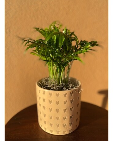 Verdely Plant