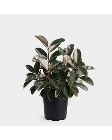 Rubber Plant Custom product