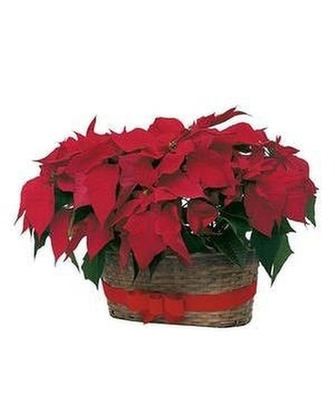 Double Poinsettia Plant