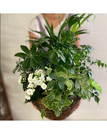 Enchanted Garden Plant