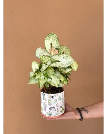 Plantiful Life Plant