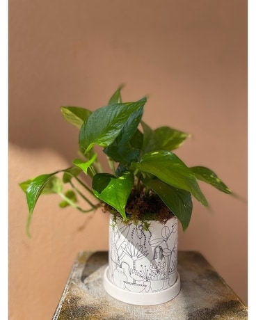 Plant Lady Terrace Plant