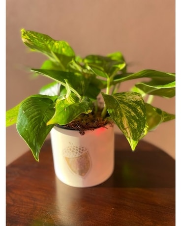 Lush Acorn Plant
