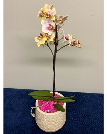 Live Orchid with a SPLASH of PINK Plant
