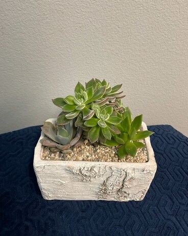 Echeveria Garden Dish Garden Plant