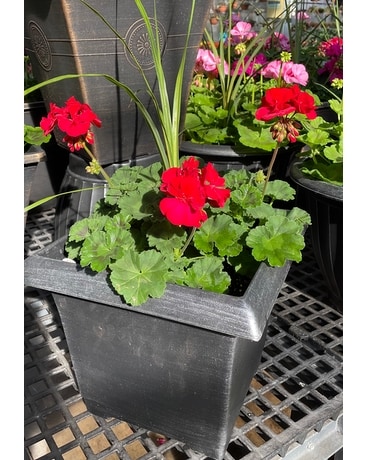 Geranium Tubs Plant