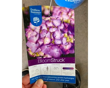 Bloom Struck Hydrangea Plant