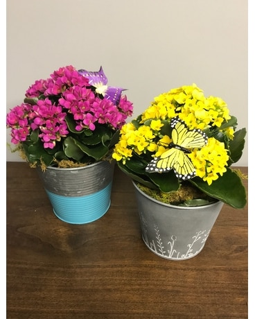 Burst of Blooms Plant