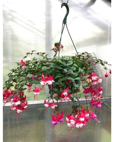 Shade Hanging Basket Plant