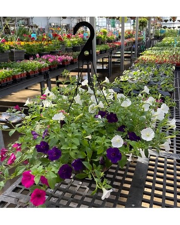 Sun Hanging Basket Plant