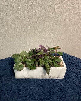 Mini Mixed Dishgarden Dish Garden Plant