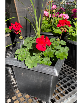 Geranium Tubs Plant