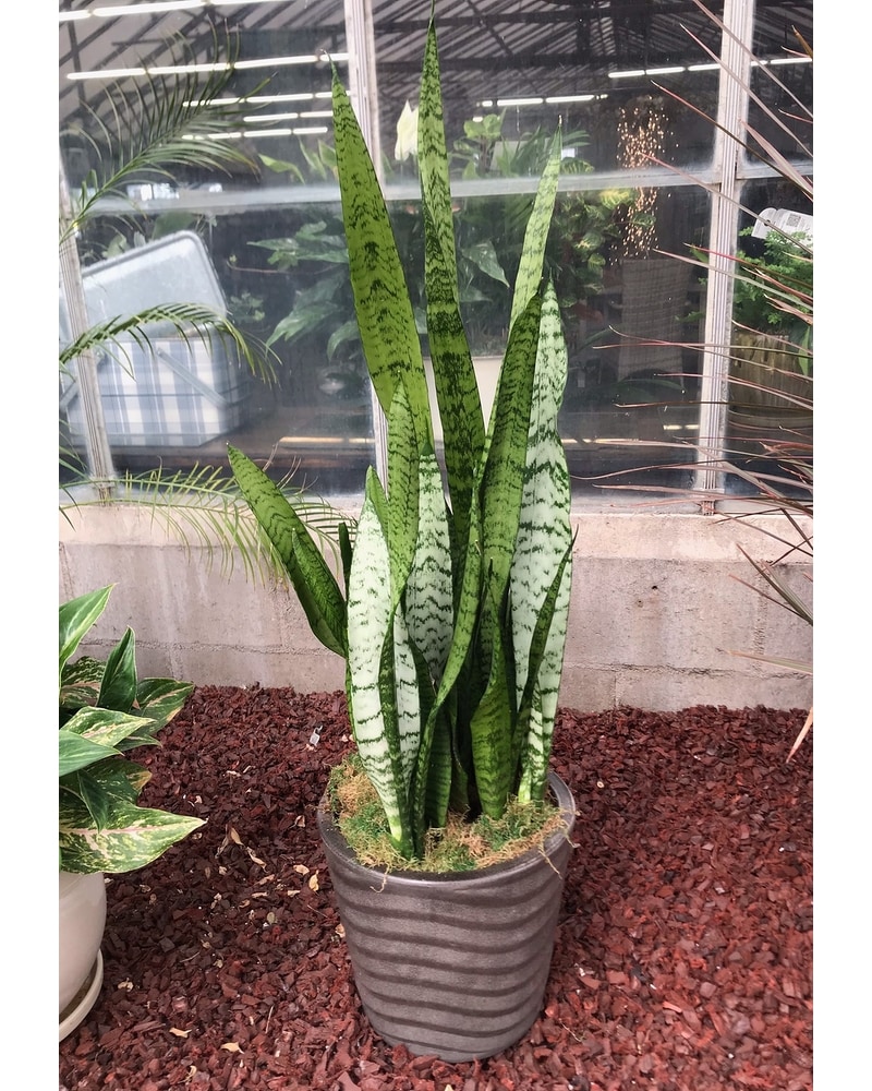 Snake Plant in Eau Claire WI | May's Floral Garden, Inc.