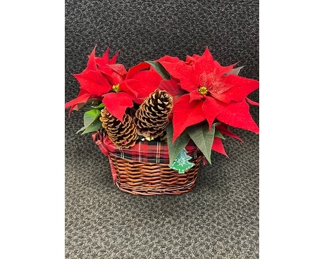 Holiday Plants Plant