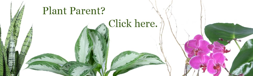 Flower Delivery to Darien by Nielsen's Florist And Garden Shop