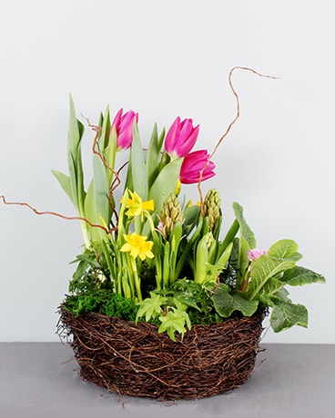 Dream Spring Bulbs Plant
