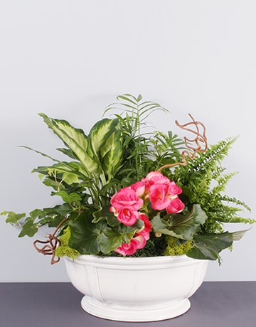 Begonia Dish Garden Dish Garden Plant
